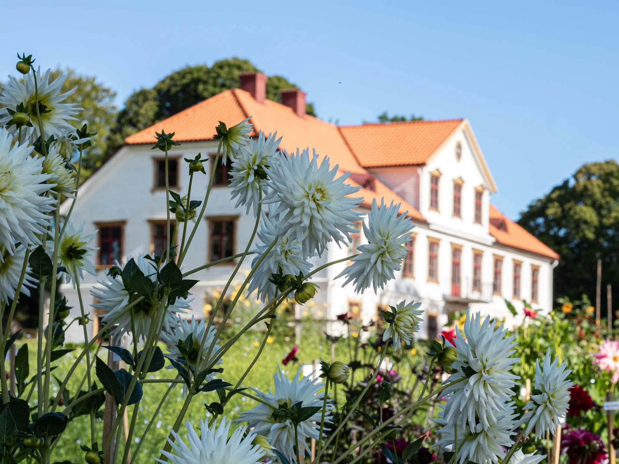 White dahlias in bloom in front of large white mansion with red tile roof.