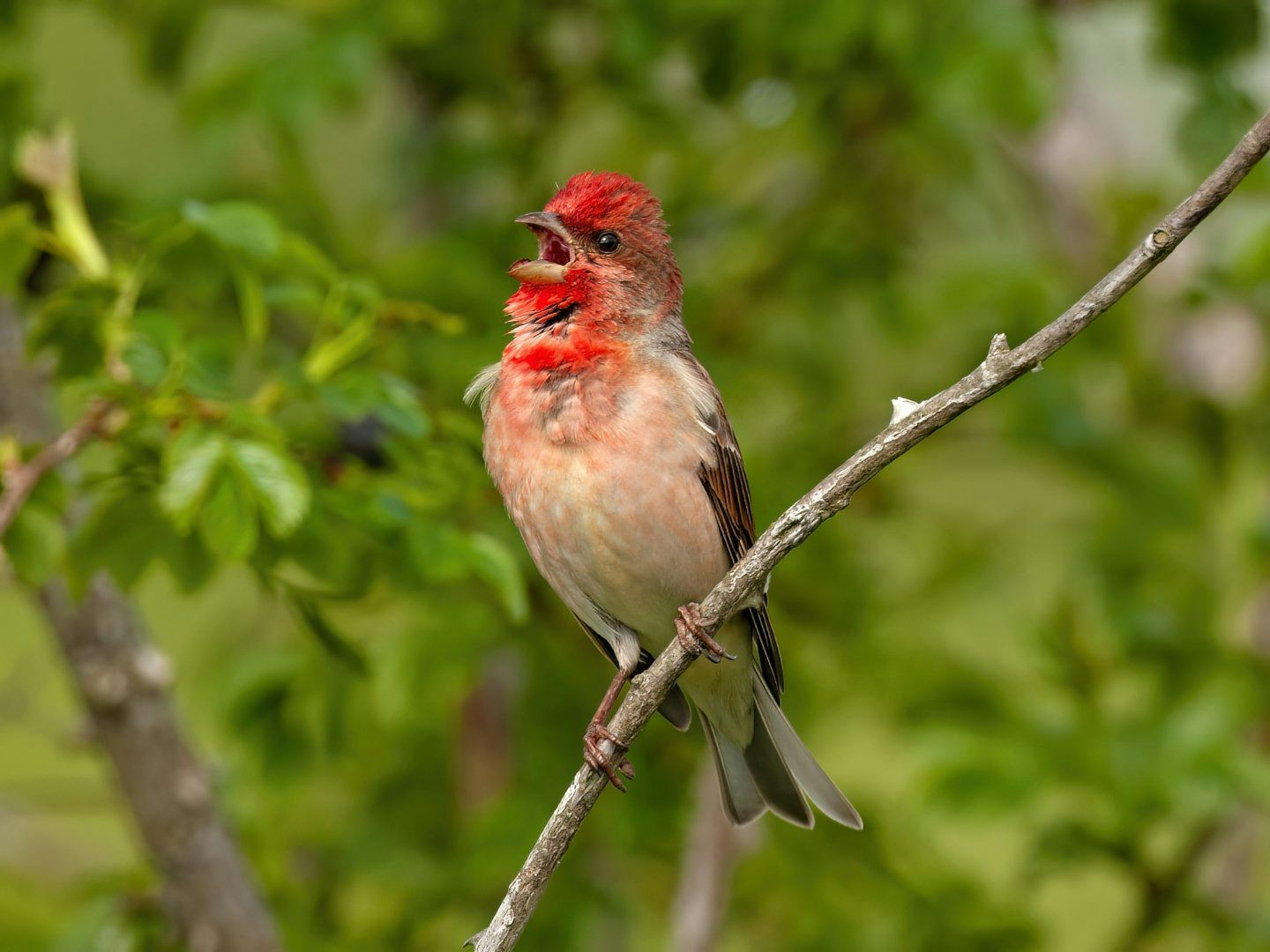 En rödhakad fågel sitter på en gren och sjunger, omgiven av grönska.