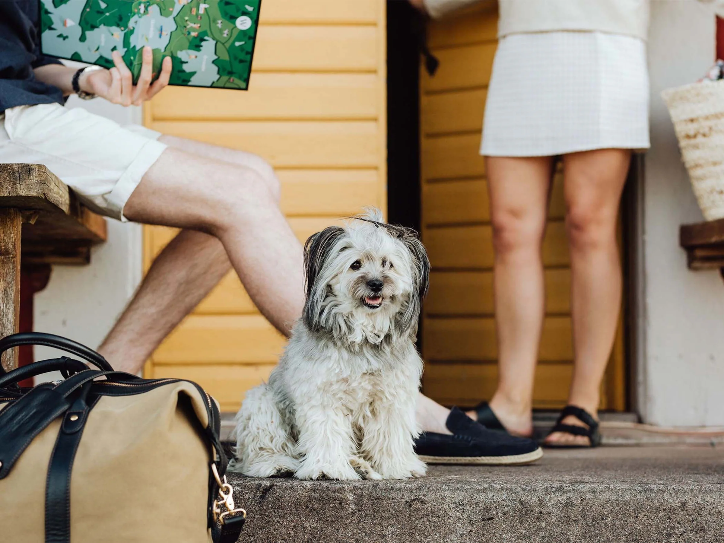 Ljus lurvig hund sitter vid en entré.