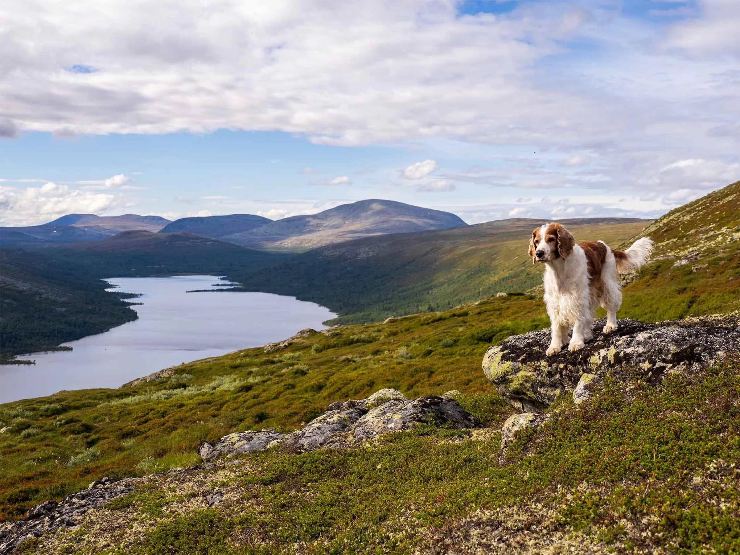 Dog on a mountainside with a lake below.