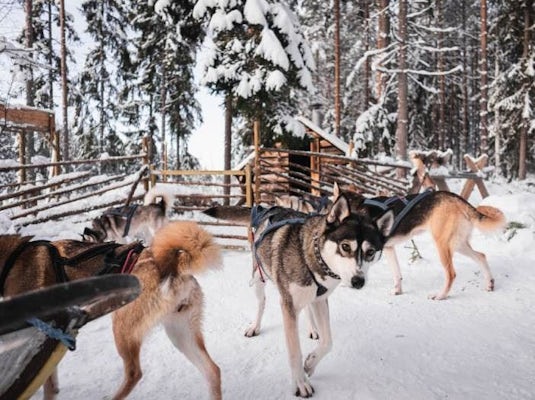 Trollnäs - Vildmarksäventyr med hundspann