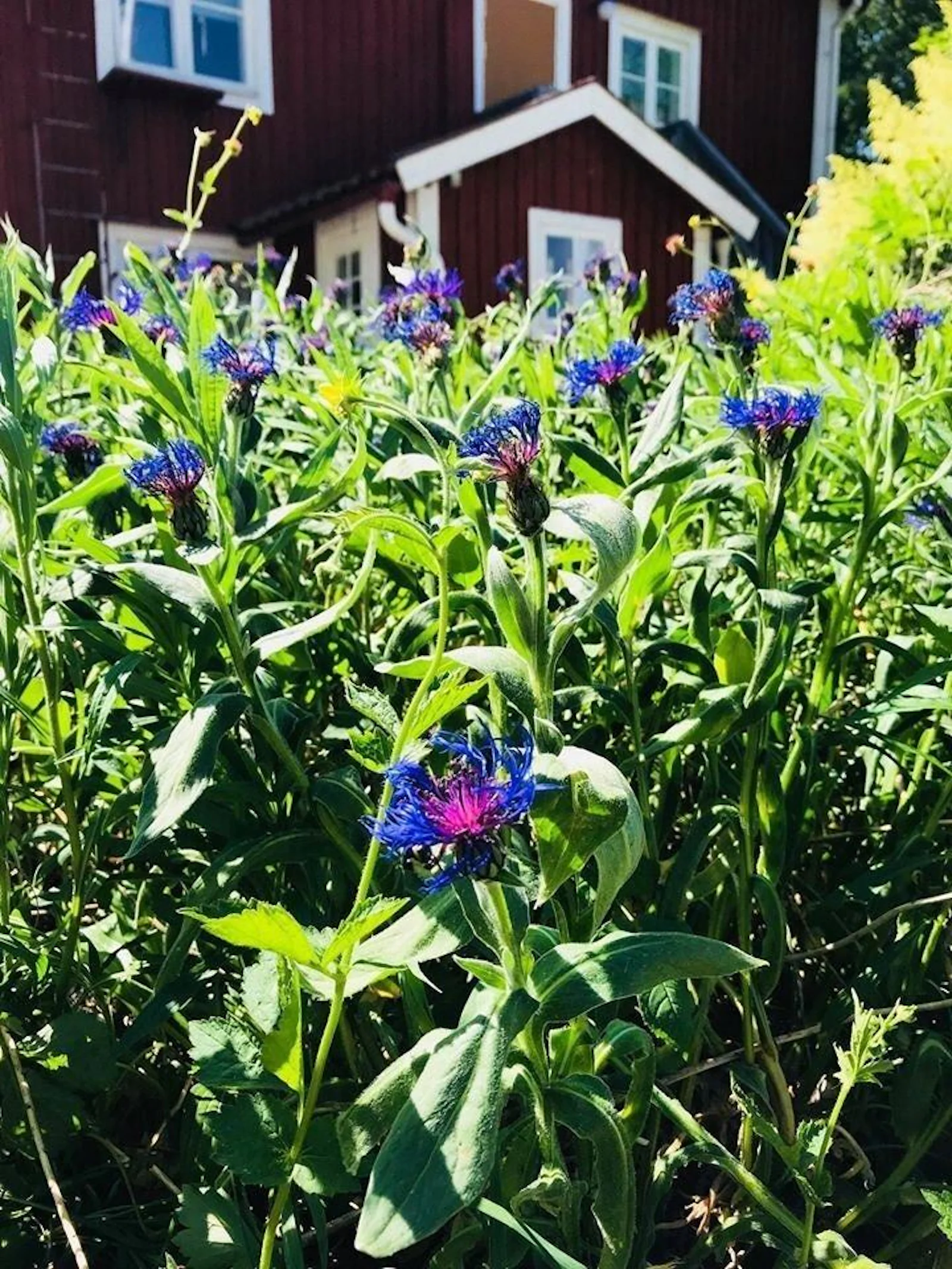 STF Katrineholm Stora Djulö Vandrarhem – bild 2 av 5