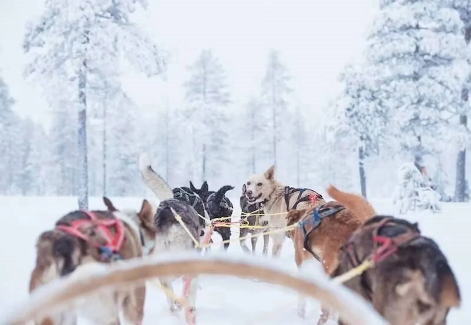 STF Sälen Torgåsgården Fjällgård – bild 4 av 5